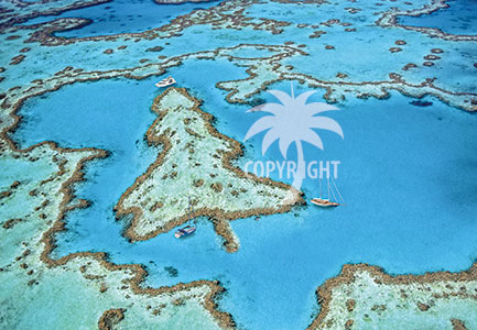 coral christmas tree, great barrier reef