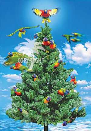 tropical parrots christmas