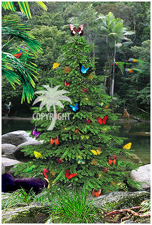 christmas butterflies rainforest